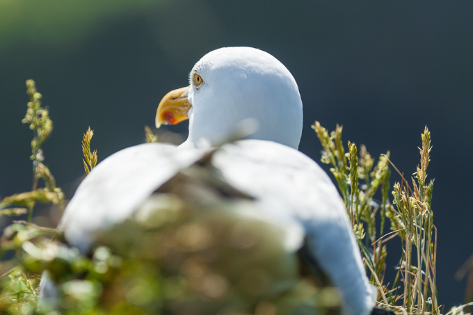 Port Isaac 2014 (17)